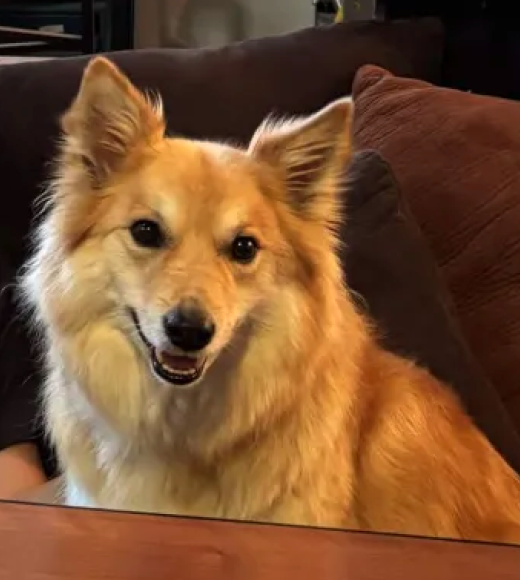 Fluffy golden dog sitting on a couch, smiling at the camera